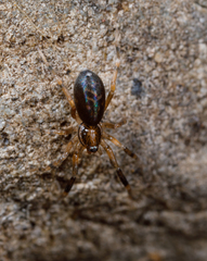 Phrurolithidae