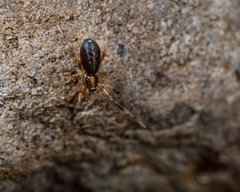 Phrurolithidae