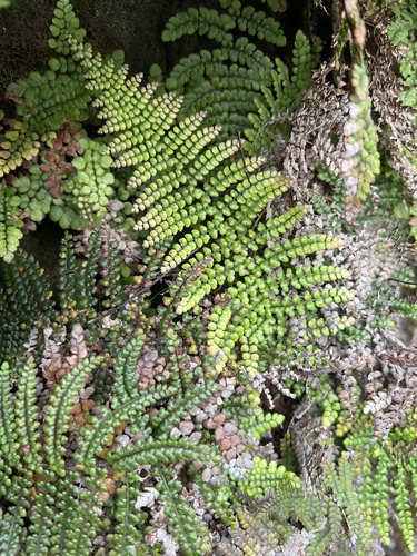 Sadleria squarrosa observed 2026-05-28