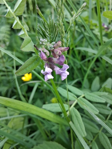 Bush Vetch