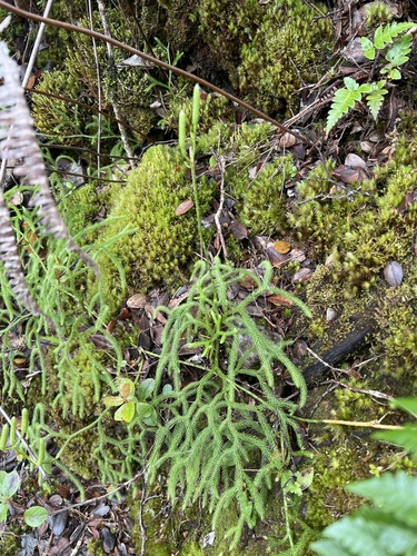 Lycopodium venustulum observed 2026-05-28