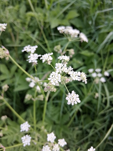 Cow Parsley