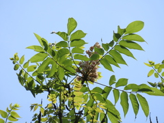 Bretschneidera sinensis