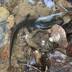 Desmognathus valtos