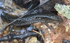 Desmognathus valtos