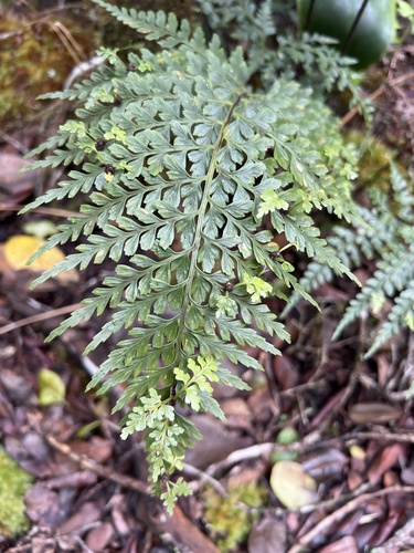 Asplenium sphenotomum observed 2026-05-28