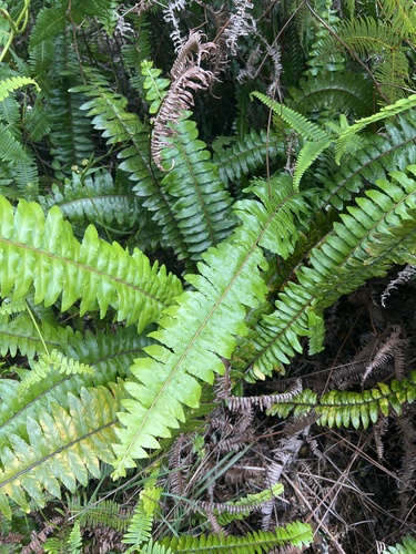Nephrolepis exaltata observed 2026-05-28