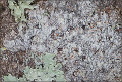 Pertusaria pertractata