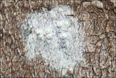 Pertusaria pertractata
