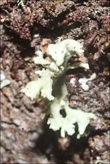 Ramalina inflata