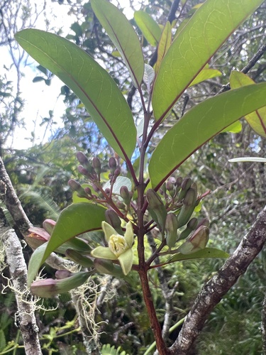 Santalum freycinetianum observed 2026-05-28