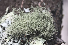 Usnea inermis