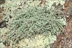 Usnea inermis