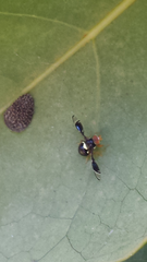 Calosphenisca unicuneata