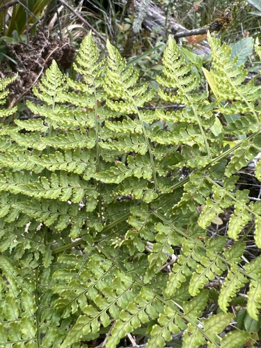 Dryopteris glabra observed 2026-05-28