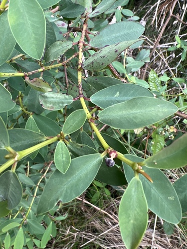 Euphorbia atrococca observed 2026-05-28