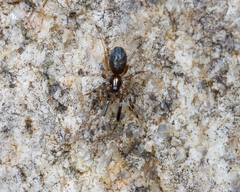 Phrurolithidae