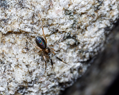 Phrurolithidae