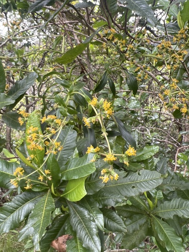 Dubautia laevigata observed 2026-05-28