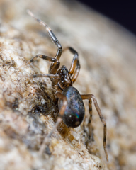Phrurolithidae