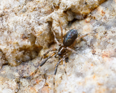 Phrurolithidae