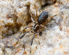 Phrurolithidae