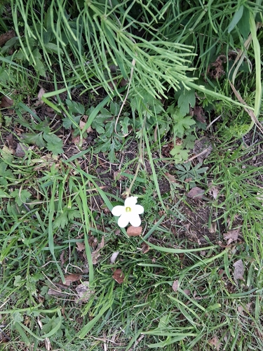 Meadow Saxifrage