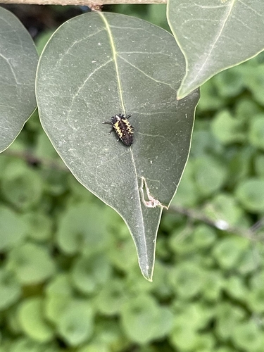 Asian Lady Beetle