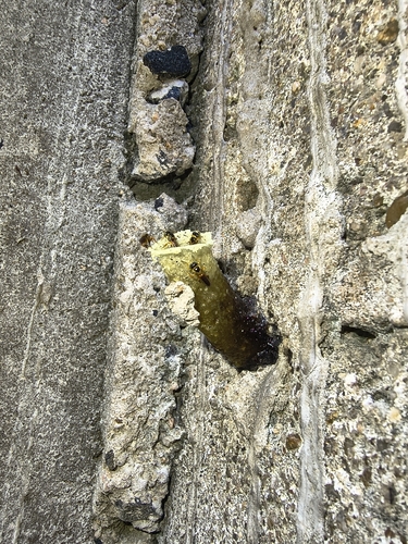 Narrow Stingless Bee
