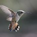 Swifts and Hummingbirds - Photo (c) Bob, some rights reserved (CC BY-NC), uploaded by Bob