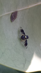 Calosphenisca unicuneata