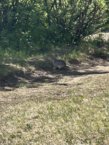 Mountain Cottontail observed by iodanem
