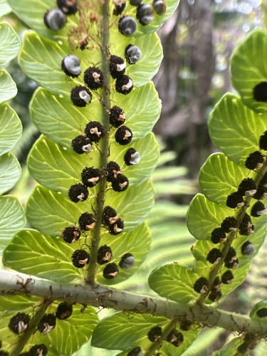Dryopteris fuscoatra observed 2026-05-28