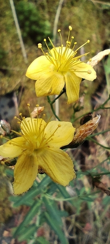 Hypericum linariifolium, photograph 4