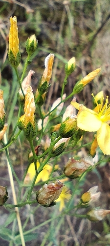 Hypericum linariifolium, photograph 5