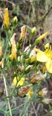 Hypericum linariifolium, photograph (c) Santiago Martín-Bravo, some rights reserved (CC BY)