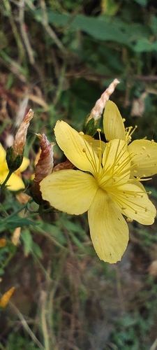 Hypericum linariifolium, photograph 6