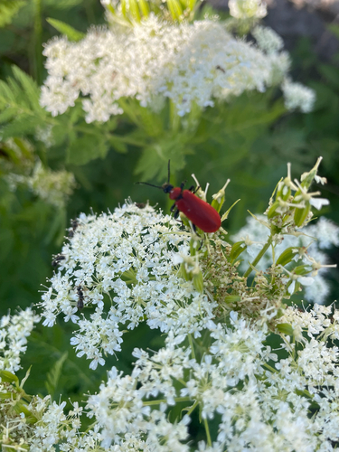 Black-headed Cardinal Beetle
