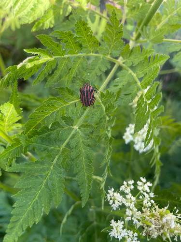 Continental Striped Shield Bug