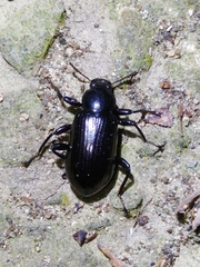 Derosphaerus exularis