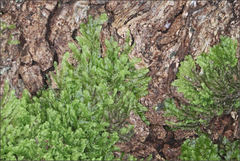 Lophocolea semiteres