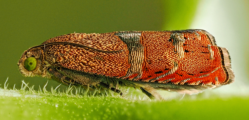 Filbertworm Moth