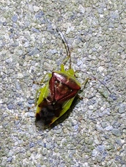 Elasmostethus nubilus