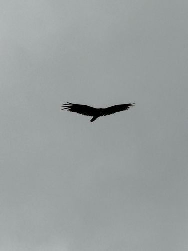 Turkey Vulture