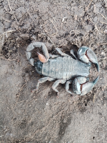 Rock Docile Scorpion