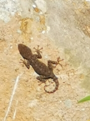 Ptyodactylus puiseuxi