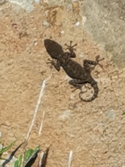 Ptyodactylus puiseuxi