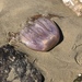 Gorilla Box Jelly - Photo (c) Larry Chen, some rights reserved (CC BY-NC), uploaded by Larry Chen