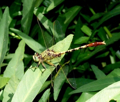 Arigomphus submedianus
