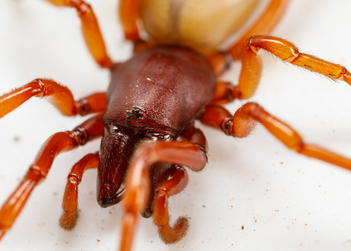 Woodlouse spider